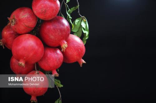 خاستگاه انار جهان و جای خالی جشنواره بین المللی