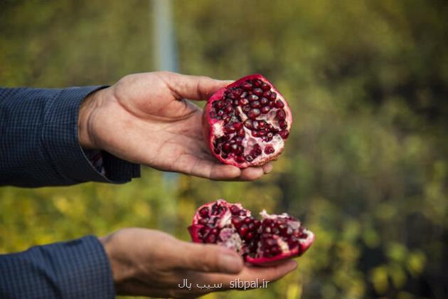 از ظرفیت ارزآوری دلاری انار مازندران استفاده گردد به علاوه ویدئو