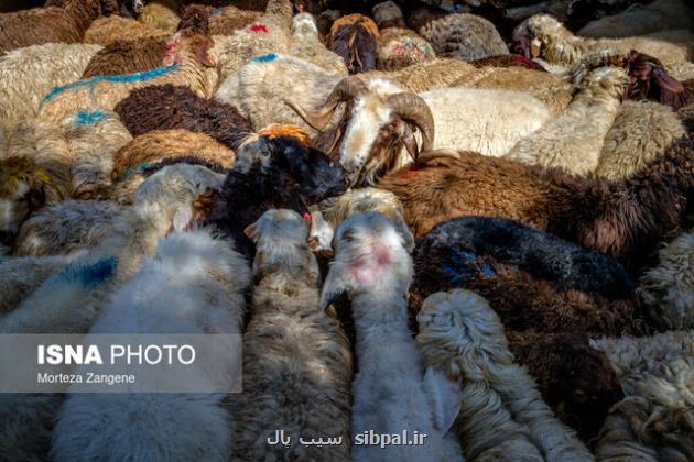 جابه جایی هر نوع دام در کشور رصد و پایش می شود